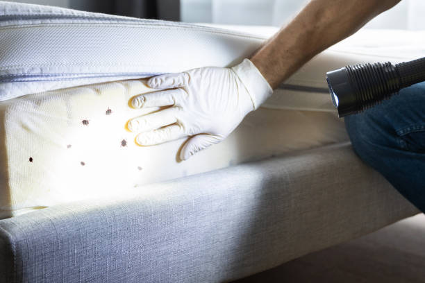 Best Termite Control Services  in Kensington, NY