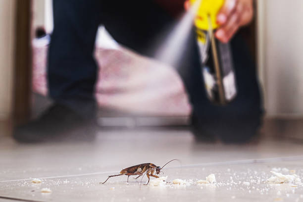 Best Wasp Removal Services  in Kensington, NY
